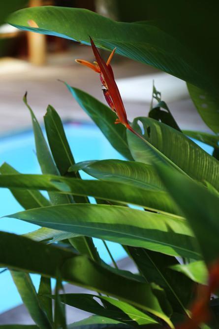 Villa Vermelha - Altos De Trancoso Bagian luar foto